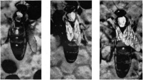 The queen at right is a large, long and well proportioned, good queen. The queen in the middle is satisfactory but of medium size. The queen at the left is a a stubby type and a very poor layer. Medium size and stubby type queens seldom have the egg laying capacity of a queen of the type illustrated at the right.