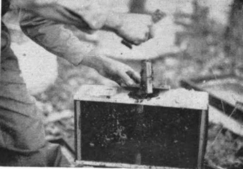 When the queen cage is removed, the bees clinging to it may be shaken back into the package. This will prevent you from getting stung while you are working with the queen cage. Replace the wooden cover before you prepare the queen cage for the hive.