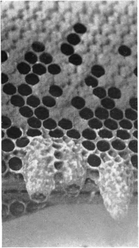 Worker and queen cells, approximately natural size. The worker cells are horizontal in the comb while the queen cells (there are three of them in the illustration) are larger and are built vertically in the shape of smallsized peanuts. Sometimes they are found suspended at the bottom of the combs, sometimes they are developed by the bees in the middle of the comb. The queen emerges with her head facing downward. Queen cells are found in the hive only under certain conditions (discussed in the following pages) while worker cells are always present. There are approximately five worker cells to the linear inch.