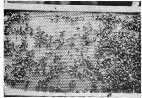 Worker bees in the process of drawing foundation. Usually worker bees will start their comb building efforts in the approximate center of the frame from end to end and closer to the top bar than to the bottom bar.