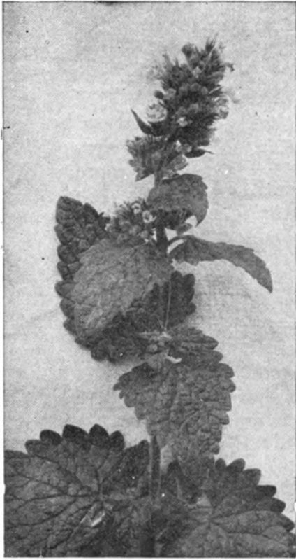 Catnip received much attention in bee magazines.