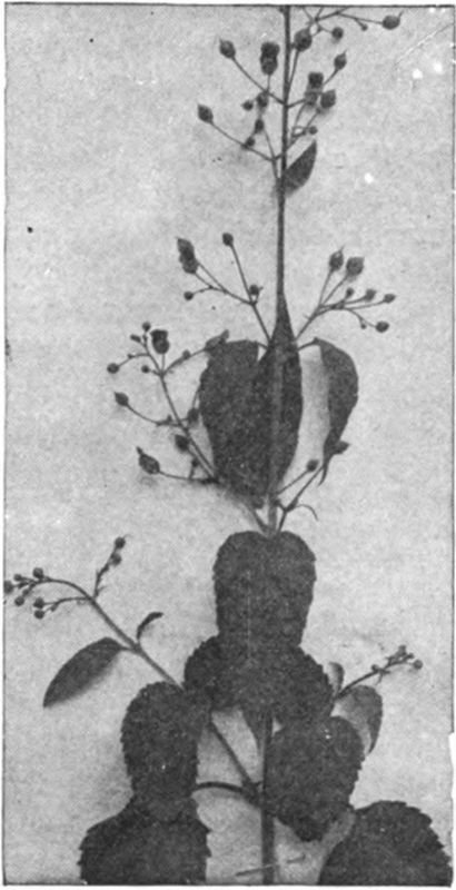 Figwort was boomed under the same of Simpson's Honey Plant.