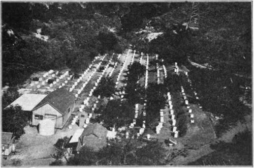 Mendelson's famous Piru apiary in which at one time he had 700 colonies.
