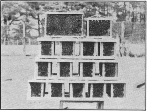 One of the early shipments of live bees in screened cages.