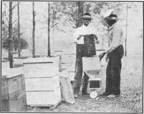 Preparing package bees for shipment in the early days of the industry.
