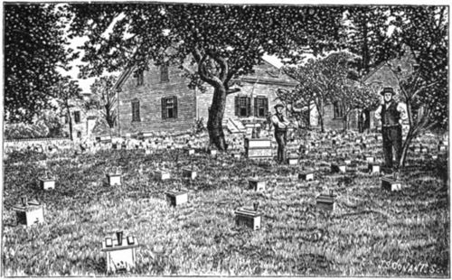 The Alley home and apiary in Massachusetts.