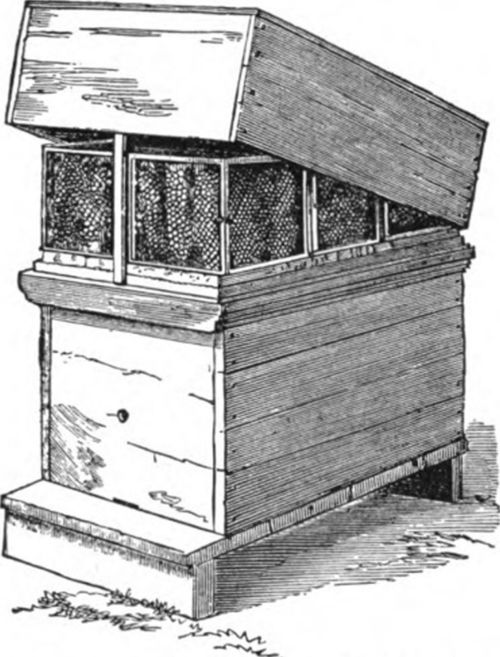 The Quinby hive contained eight deep combs.
