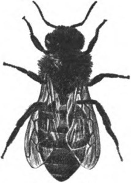 A Queen Bee