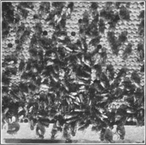 Bees on their Honey