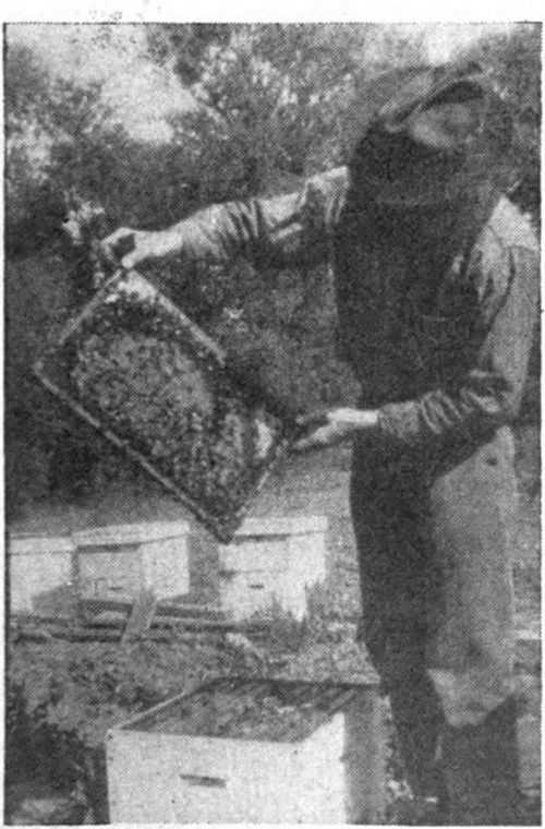 A backward colony; no clear brood nest, even the middle comb with sealed honey; often with sagging combs. The result is a honeybound brood nest, with restricted egg laying, even though the queen is good.