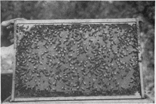 A good comb of brood from a CLEAR BROOD NEST where a good queen works under good conditions.