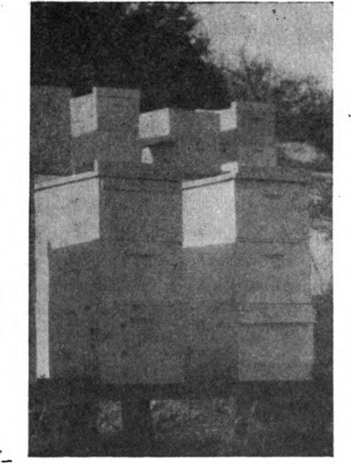 A hot location with hives in full sun, on stands.