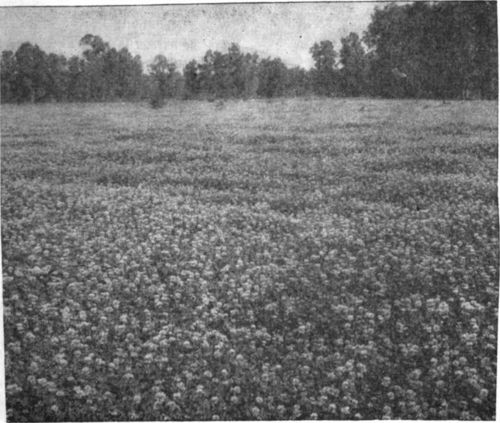 Acre after acre of clover pasture.