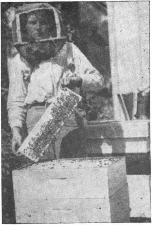 Bulk comb honey in the frame; fancy comb honey can thus be produced at a low cost. (Photo from L. R. Stewart. )