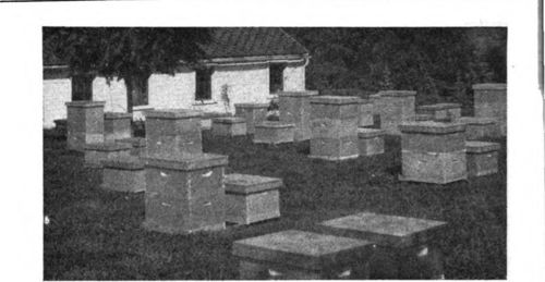 Lack of uniformity in colonies decreases the honey crop and increases the cost of production.