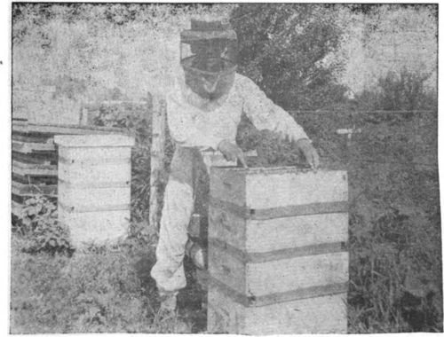 Rauchfuss nuclei, on the boards, above colony. (Harry Pease, in Iowa).