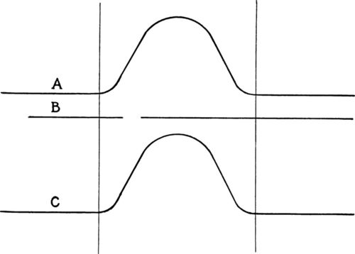 The perpendicular lines in this diagram divide the bee season into spring (left), summer or honeyflow period (center), and fall (right). A. A normal spring colony grows from one with little brood to a final maximum peak of summer brood, again to become a colony with few eggs and little brood in fall. B. A queen from a small nucleus, is like either the fall or spring colony. It seldom is in balance with the summer colony. C. A queen in a large nucleus, established early, is continuously in balance with the producing colony throughout the season. For safe introduction the condition of the nucleus from which the queen is taken must balance the condition of the colony to be requeened. Also the queen must never be inferior to the queen being replaced.