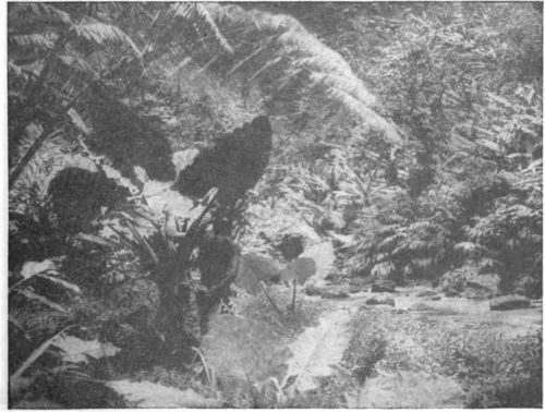 The varied and luxuriant vegetation of low, moist, hot lands. The man standing beside the taro plant gives a measure of the size of the leaves.