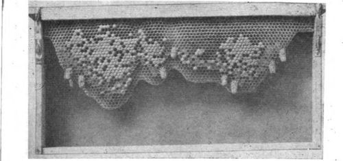 This is the way they do it. Cells produced by the Dr. Miller method.