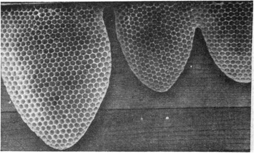 Three pieces of foundation, partly drawn out, eggs laid, ready for the bees to build queen cells.
