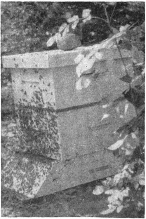 With only one super and an excluder, swarming may be expected. If the queen is clipped the first swarm usually returns.