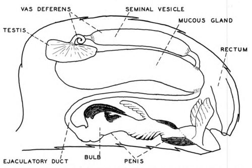 Male reproductive organs in approximately their natural position in the abdomen. The right hand members of the paired organs (testes, vasa deferentia, and mucous glands) are not shown.
