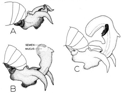 Stages of the eversion of the drone's penis:. 4, Partial eversion usually encountered after initial stimulation; B, a more complete eversion usually obtained by squeezing the abdomen, with semen and mucus exposed; and C, a fully everted penis (semen and mucus not shown).