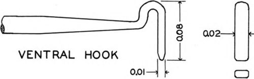ventral hook