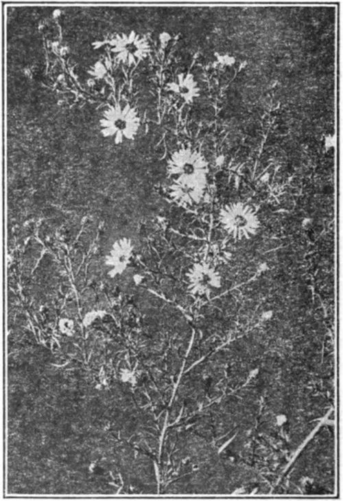 The common astor, which blossoms in September in the northern tier of states.