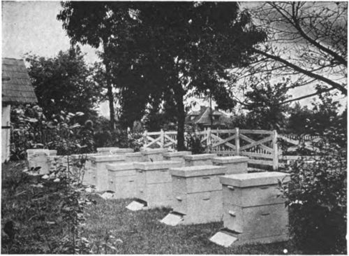Apiary in city of Nashville, Tenn.