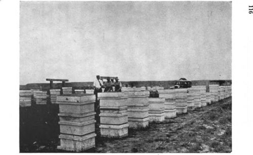 Apiary in sweet clover region, Montana