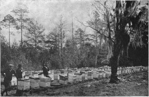 Apiary of extensive honey producer in tupelo region of Florida.