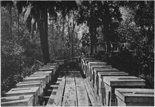 Apiary on Apalachicola River, Florida, where tupelo is main source of honey.