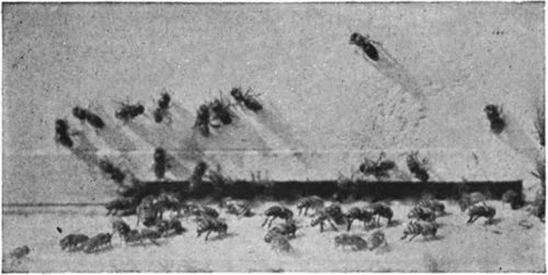 Bees fanning at entrance of the hive during honeyflow.