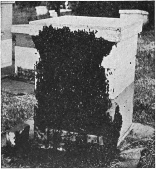 Effect of heat. Bees cluster outside for lack of ventilation.