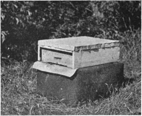 Hive with lower story packed with tar paper, upper entrance and super of honey in Littlefield apiary, Exira, Iowa.
