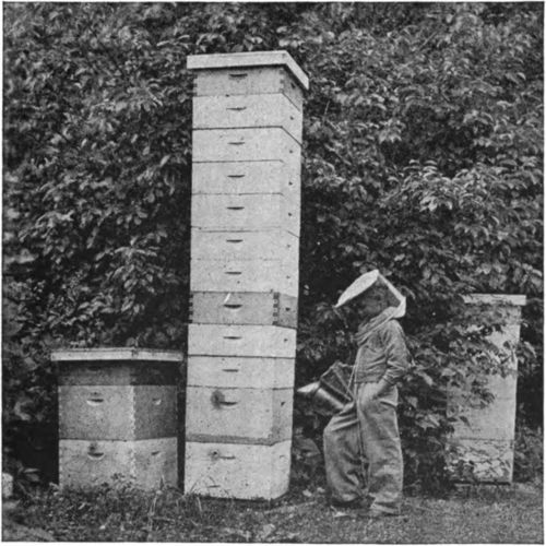It is only the strong colonies which pile up the big crops of honey. To produce such colonies use big hives with plenty of reserve stores.