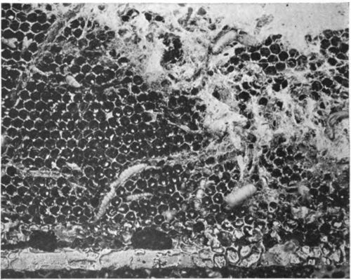 Larvae of waxmoth as they tunnel in the honeycombs.