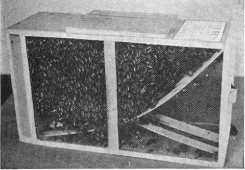 Many beekeepers in the south sell live bees in packages.