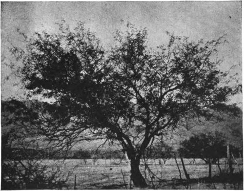 Mesquite is the source of much honey in the southwest.