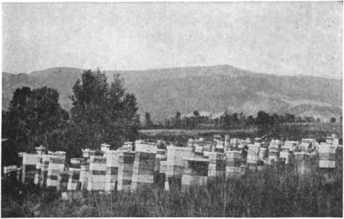 One of several apiaries owned by a beekeeper in the mountains of Colorado.