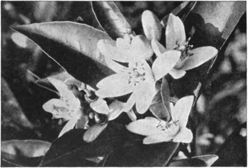 Orange blossoms are an important source of honey in California.