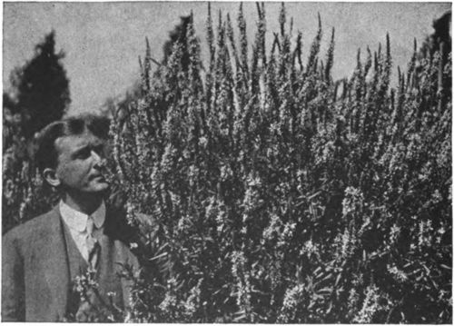 Purple loosestrife in Mohawk valley of New York.