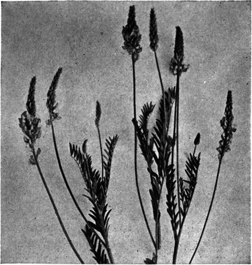 Sainfoin is the source of much fine honey in France.