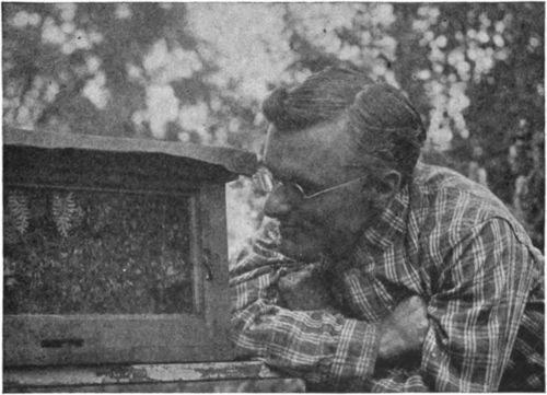 There is much of interest in an observation hive which permits one to see the family life of the bees.