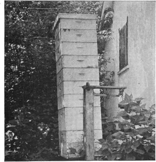 This colony made a net gain of 549 pounds from May 31 to September 10th. Of this 449 pounds was removed as surplus and 100 pounds left with the bees for winter stores.