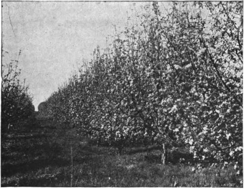 With the planting of large orchards it was found that one must also have bees to insure a heavy crop of fruit.