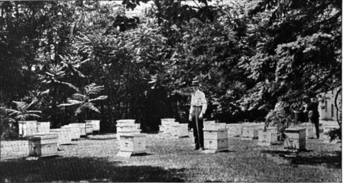 A neatly kept and well arranged apiary