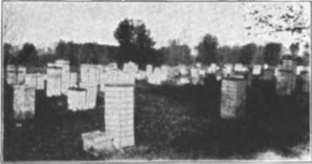 A comb honey producing apiary