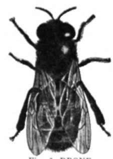 Drone Male